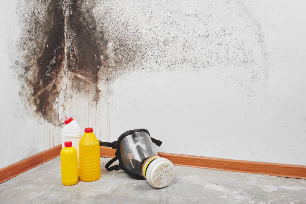 Best Home Mold Removal  in Mequon, WI