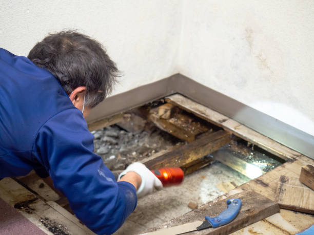 Certified Mold Removal in Mequon, WI