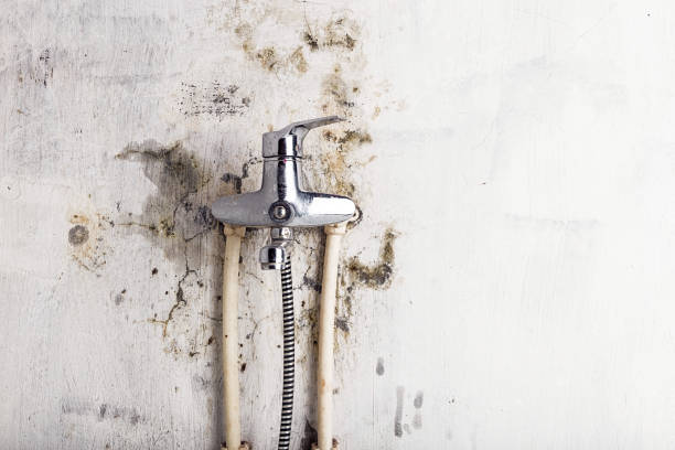Best Residential Mold Removal  in Mequon, WI