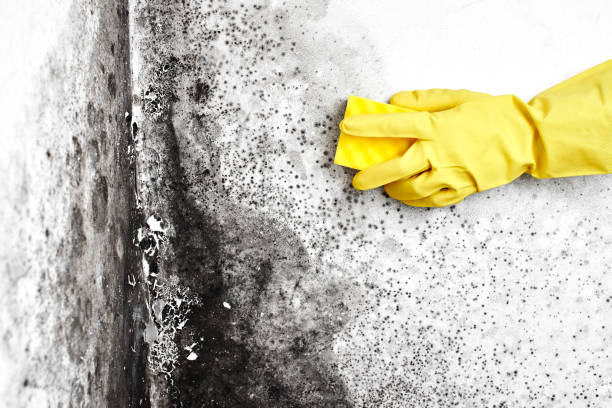 Best Mold Remediation Experts  in Mequon, WI