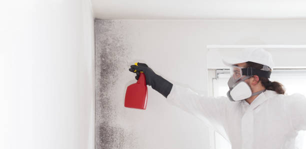 Mold Testing and Removal in Mequon, WI