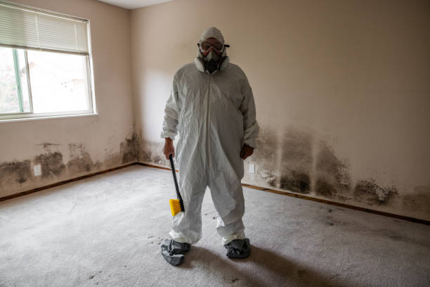 Best Fast Mold Removal  in Mequon, WI