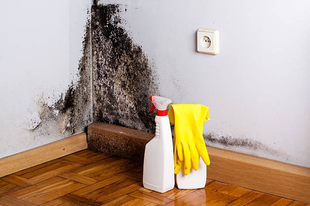 Best Attic Mold Removal  in Mequon, WI