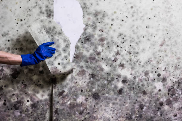 Best Mold Damage Repair  in Mequon, WI