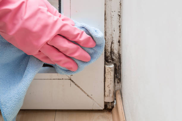 Best Mold Testing and Removal  in Mequon, WI