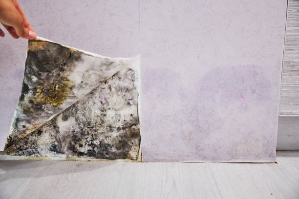 Best Commercial Mold Removal  in Mequon, WI